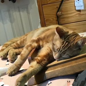 Meet your Posher, Gretta